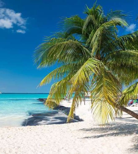 Playa de Cancún con palmera