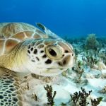 Tortuga en el mar