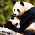 Osos Panda