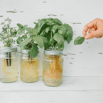 Cultiva albahaca para tu cocina