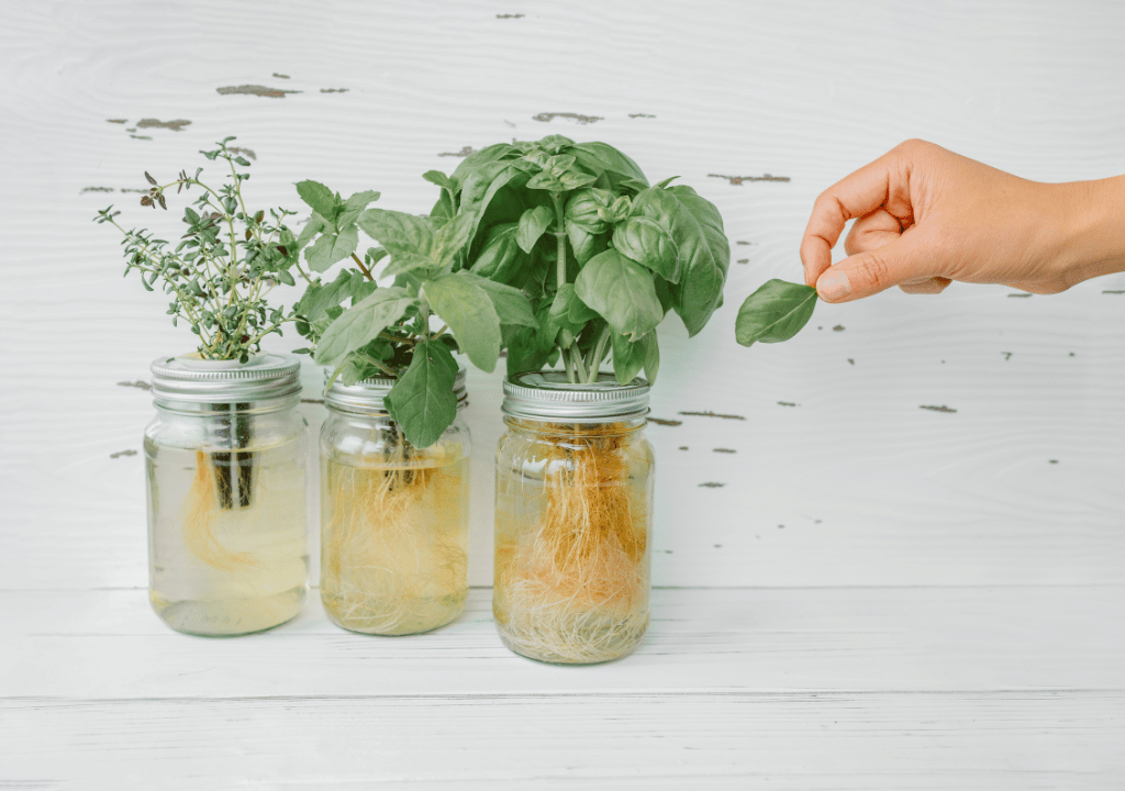 Cultiva albahaca para tu cocina