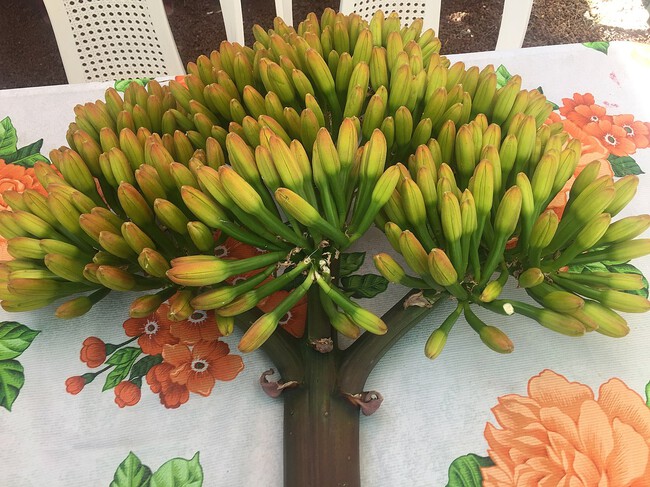 flor de maguey