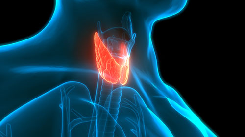 animación de cuerpo mostrando la tiroides